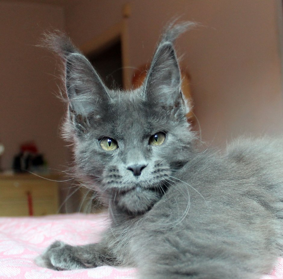 Кошка Мейн кун голубой Солид