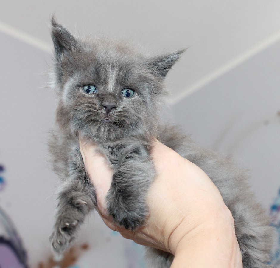 Мейн кун кошка 1 месяц