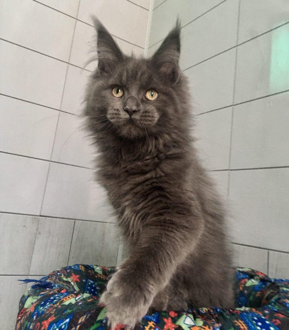 Серый Мейн кун котенок