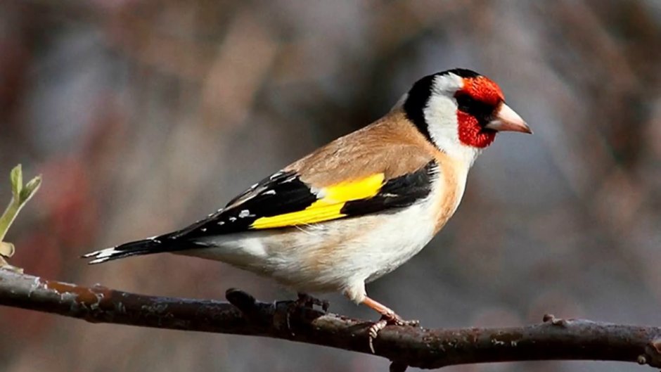 Creative Goldfinch