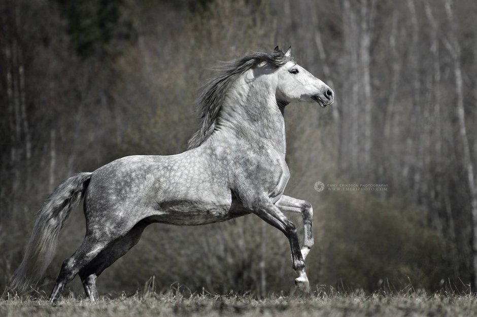 Rdr 2 American Standardbred