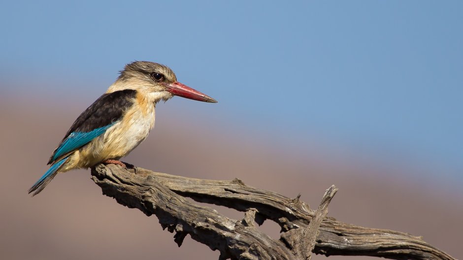 Brown Hooded Kingfisher
