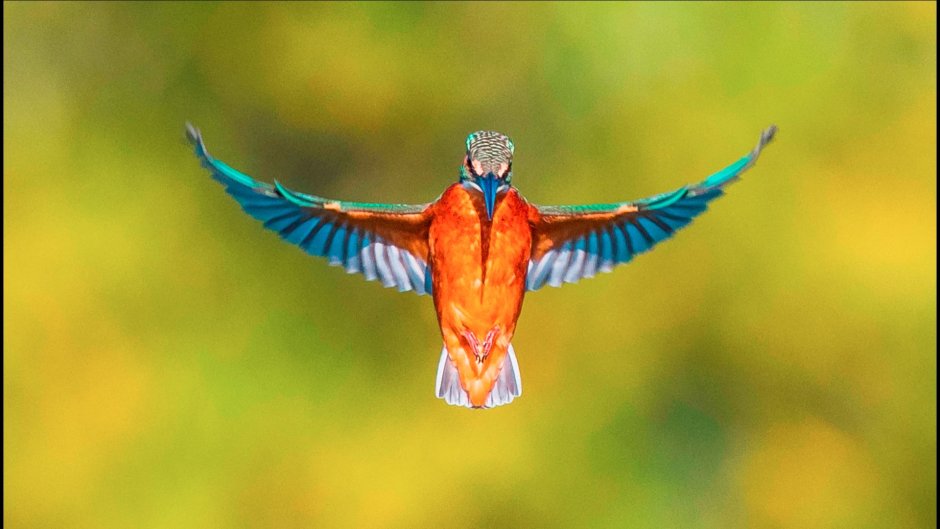 Death of a Kingfisher