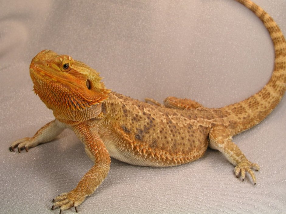 Pseudotrapelus sinaitus