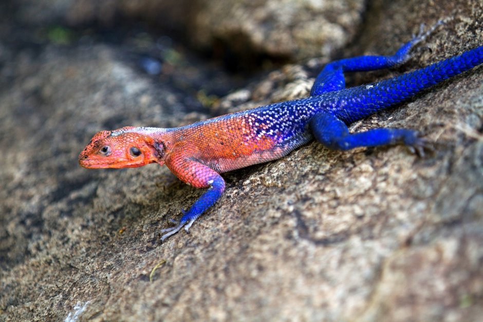 Бородатая агама pogona vitticeps