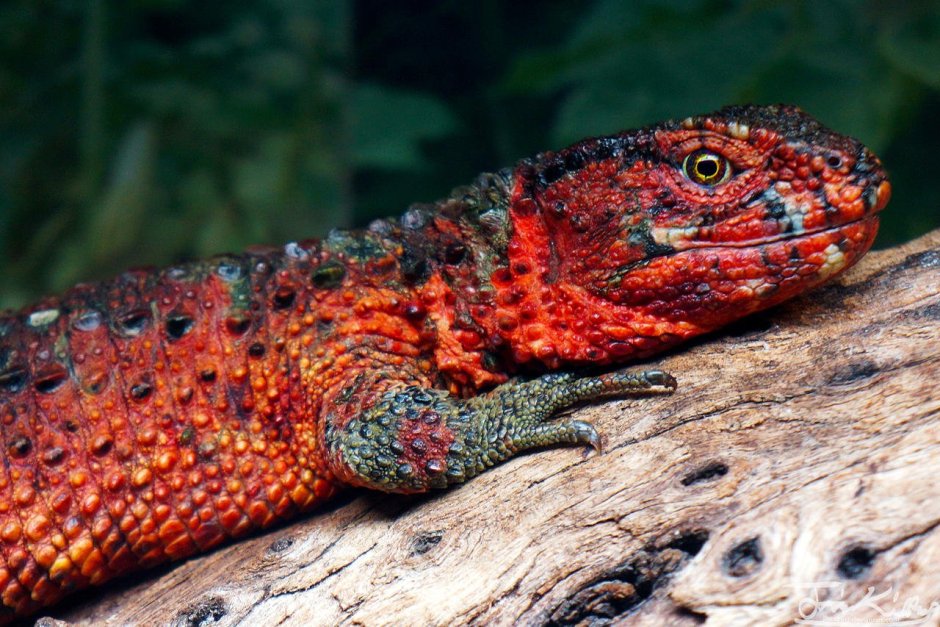Бородатая агама pogona vitticeps