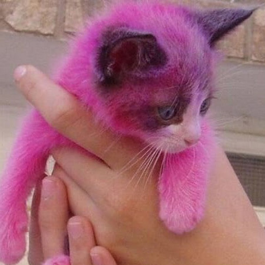 Розовые котята маленькие