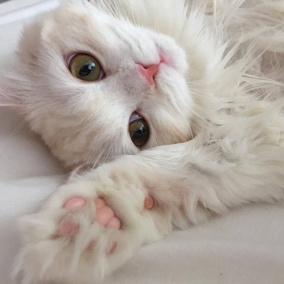 Милые кошки Эстетика