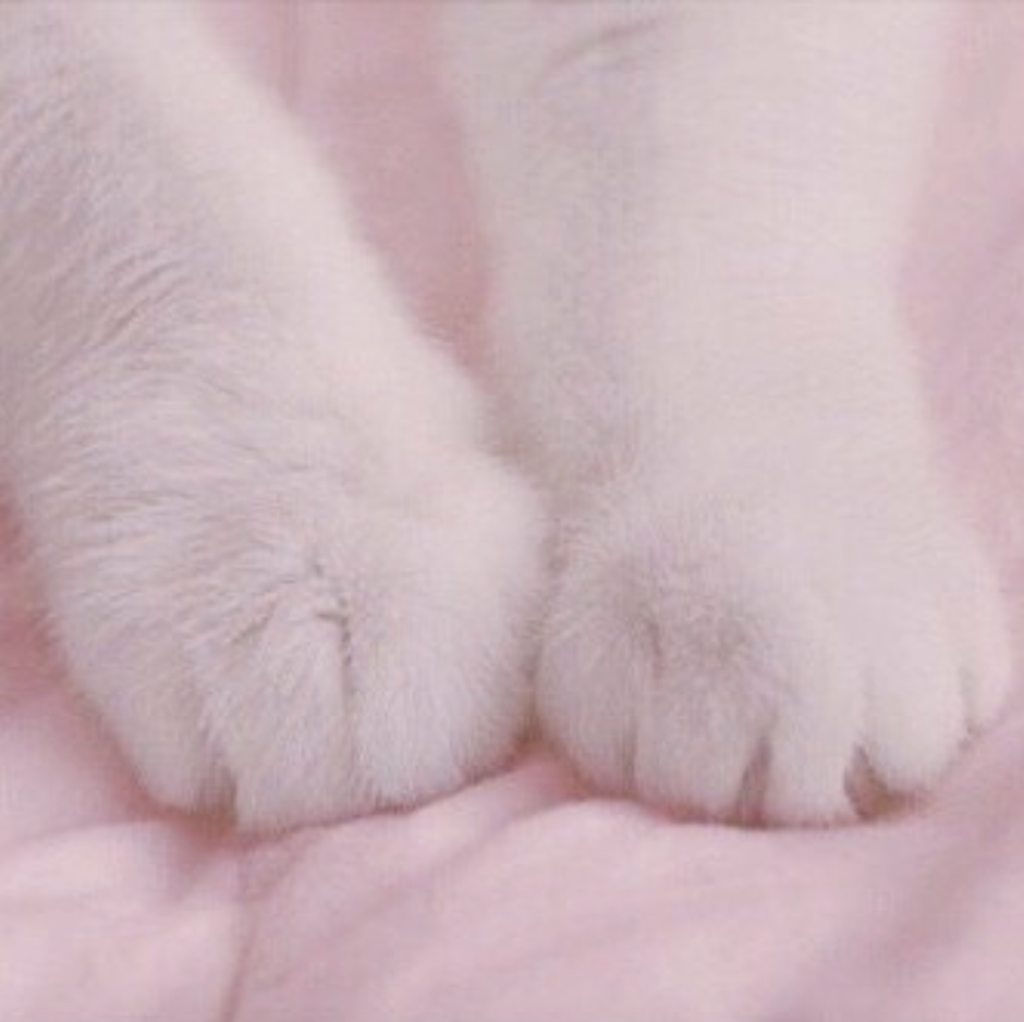 Белые кошачьи лапки