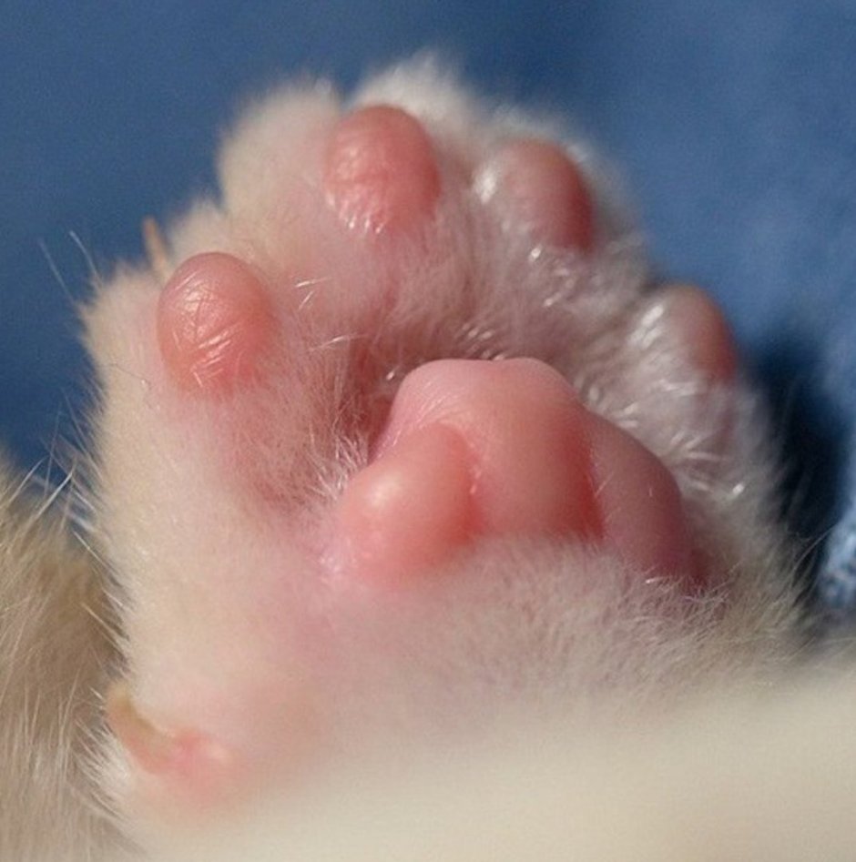 Кошачья лапка в блестках