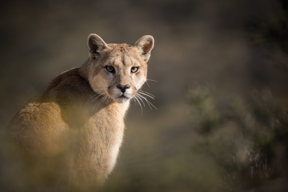 Puma concolor