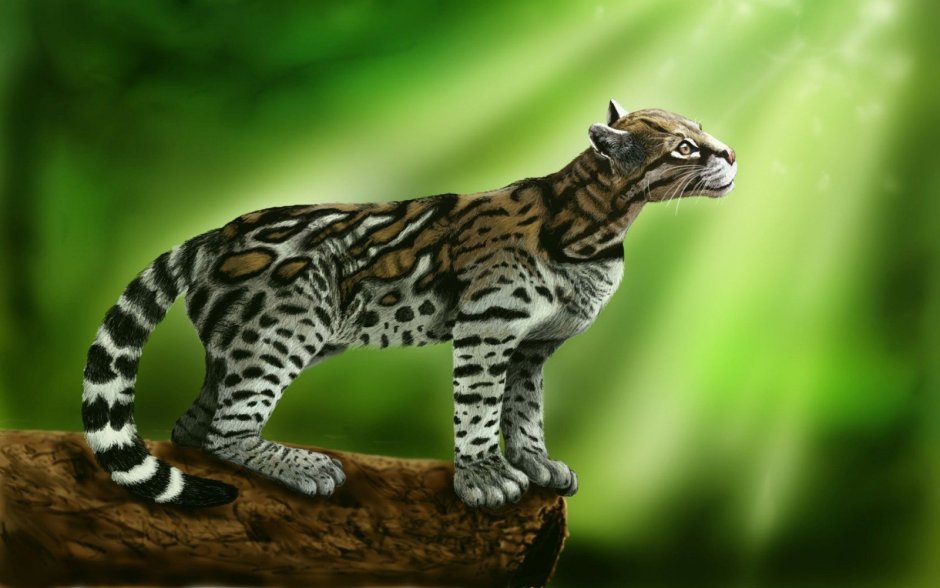 Леопард меланист