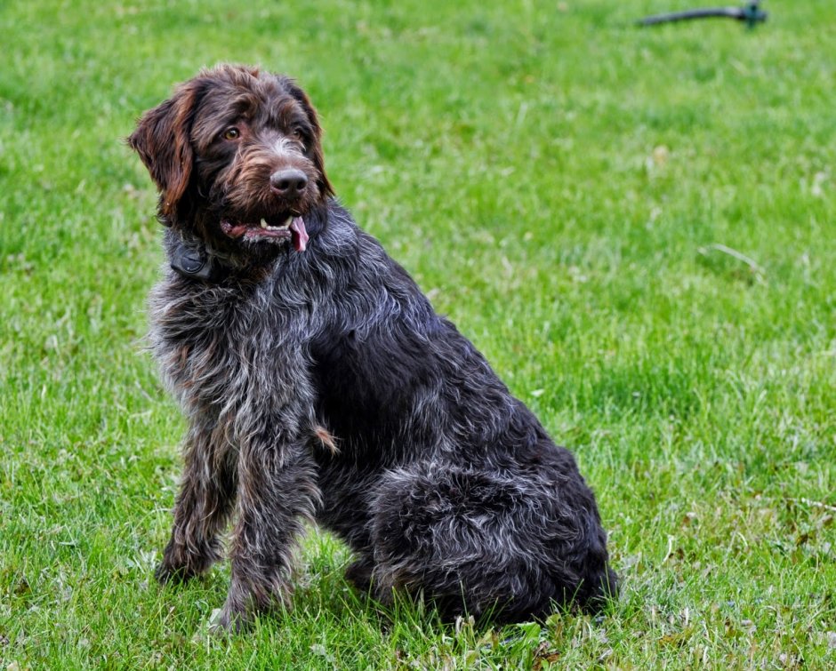 Bohemian Wirehaired pointing Griffon