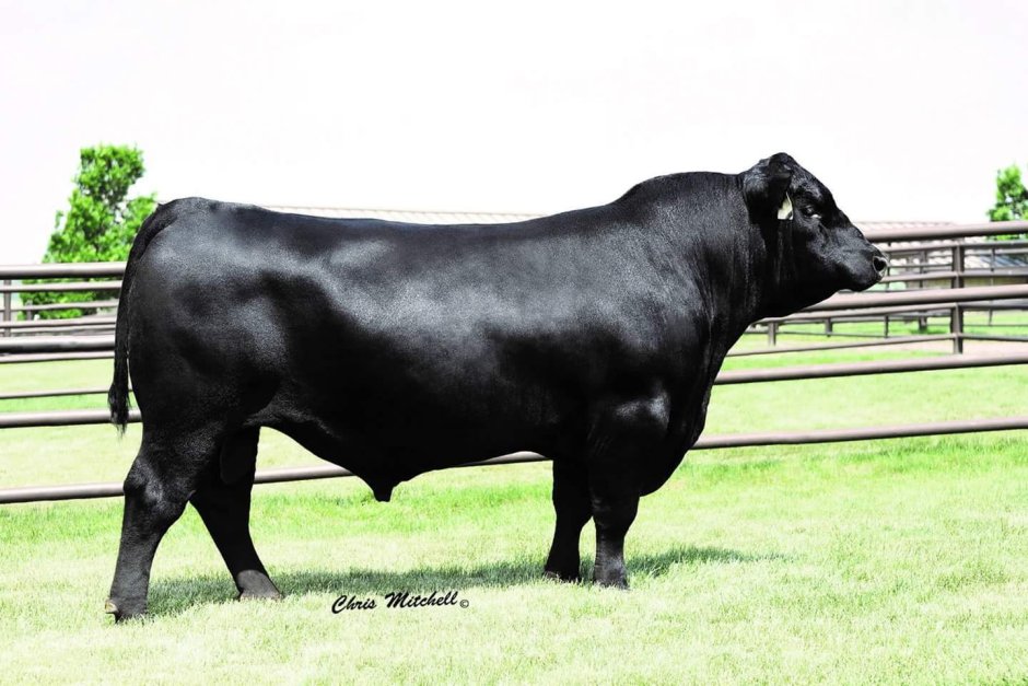 Black Angus порода Быков
