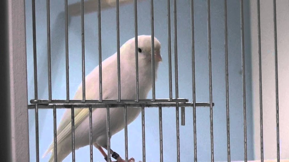 Канарейка Jaspe