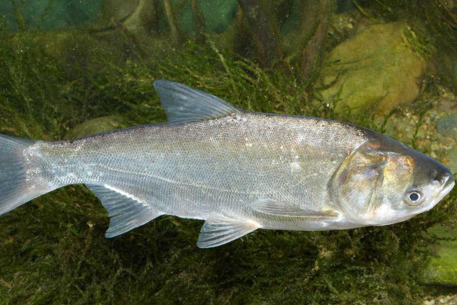 Пёстрый толстолобик Aristichthys Nobilis