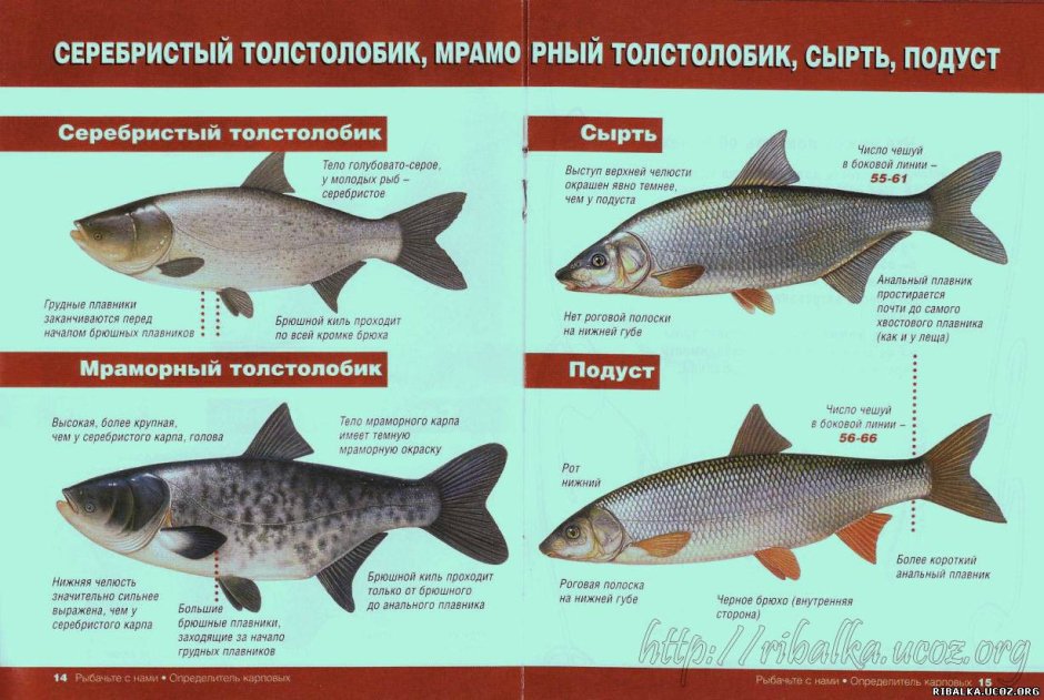 Брелок-пейджер Mongoose LS 9000d