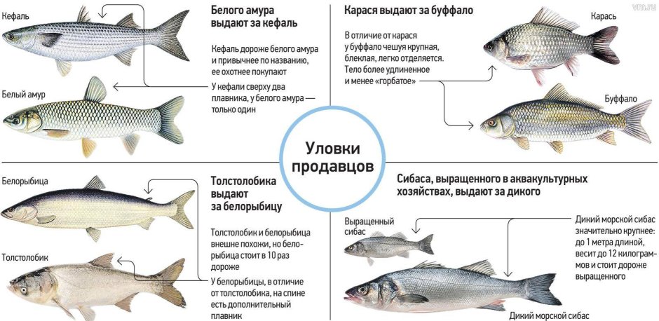 Личинка сазана