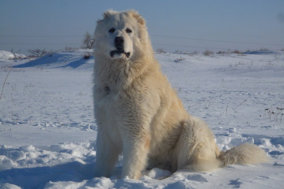 Азиат лохматая собака