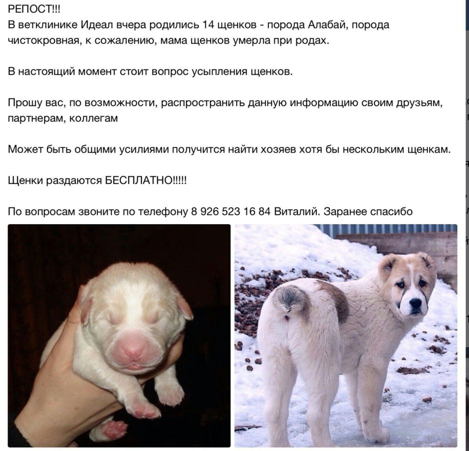 Среднеазиатская овчарка Эмма