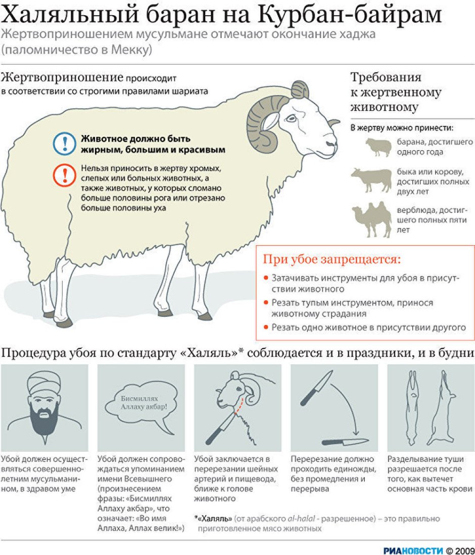 Самка барана