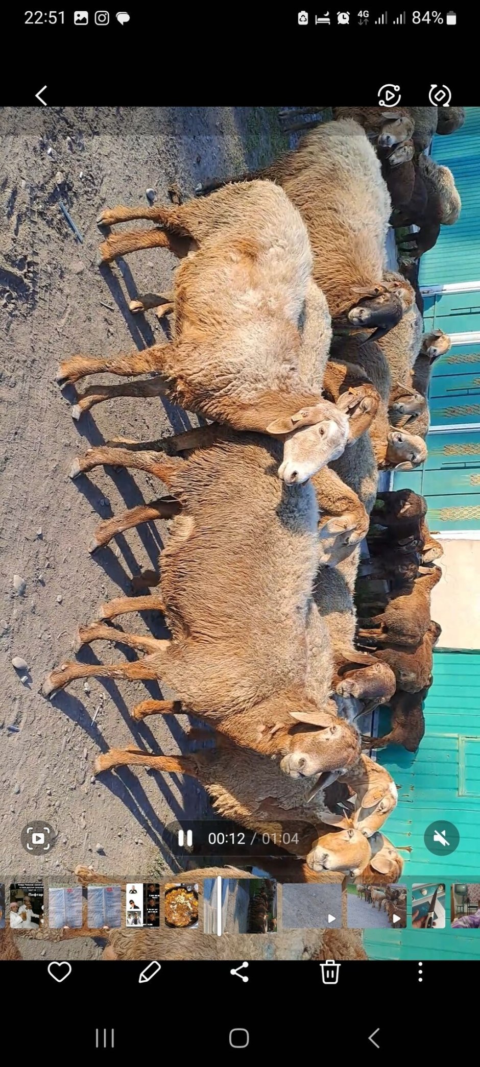 Попа овцы