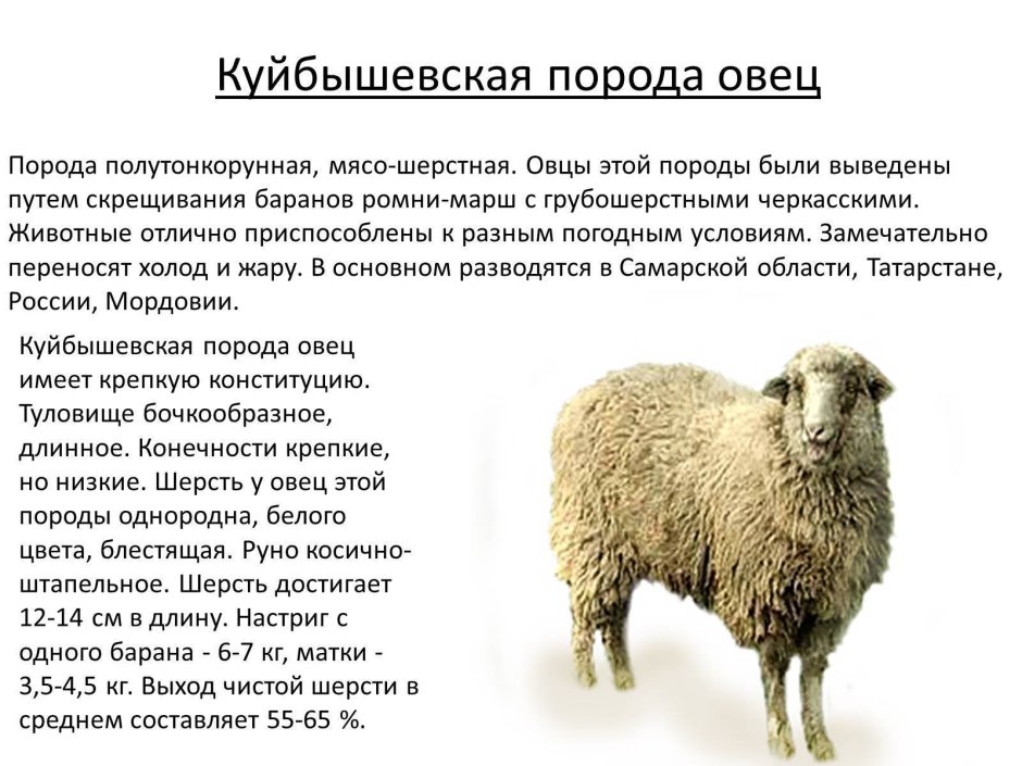Шутки про чурок и овец