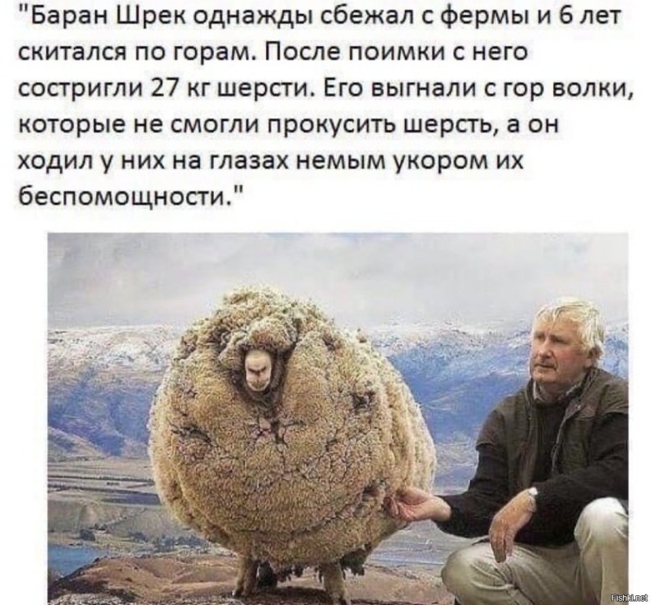 Баран во весь рост