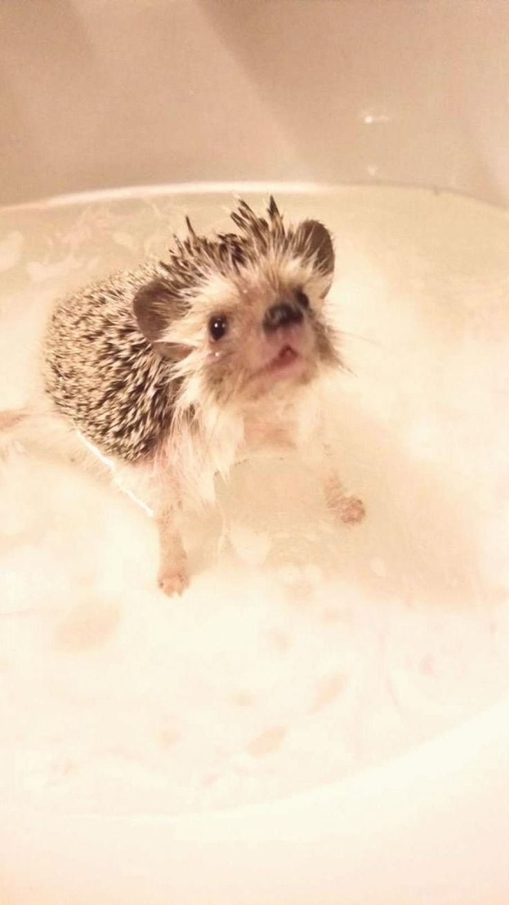 Ежик в ванной