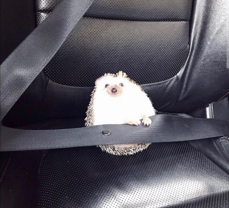 Ежик пристегнут