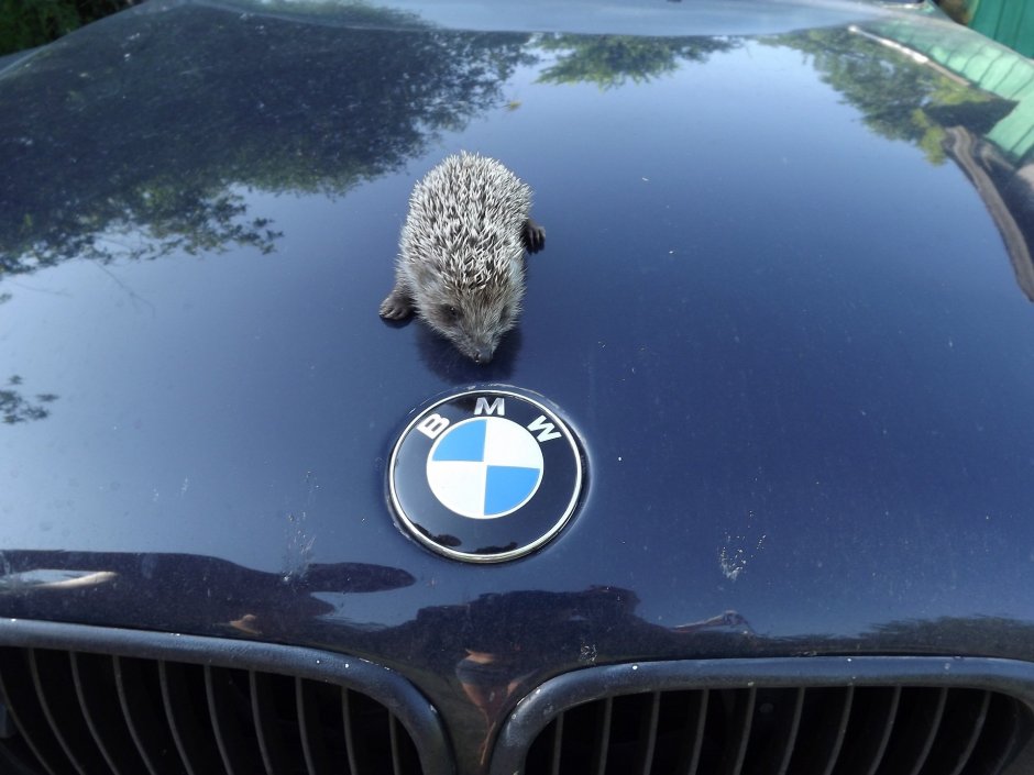 Еж на авто