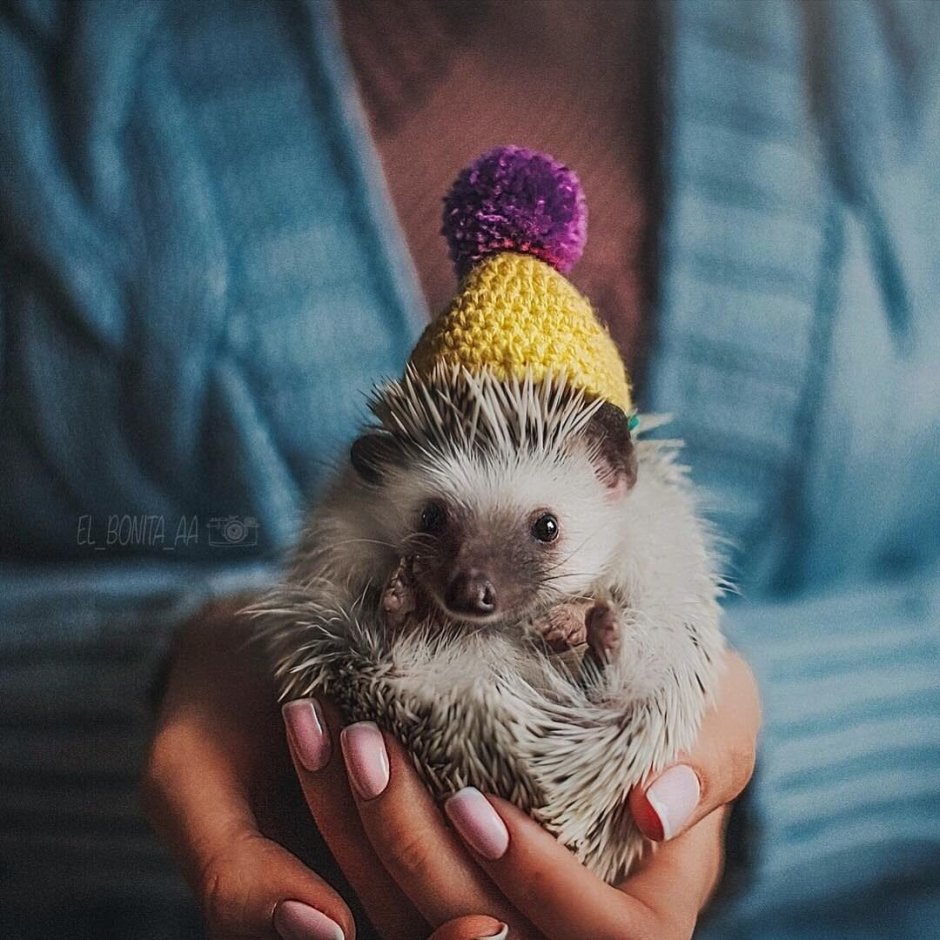 Милые Ёжики в шапочках