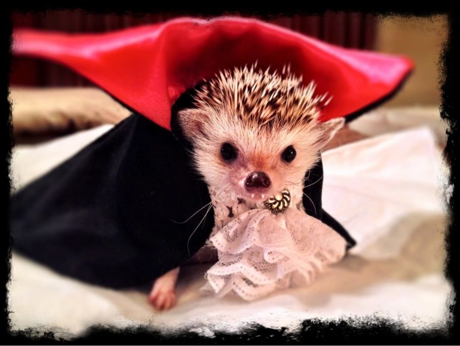 Костюм Ежик