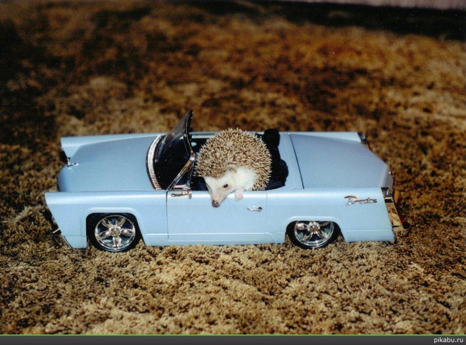 Ежик в машине