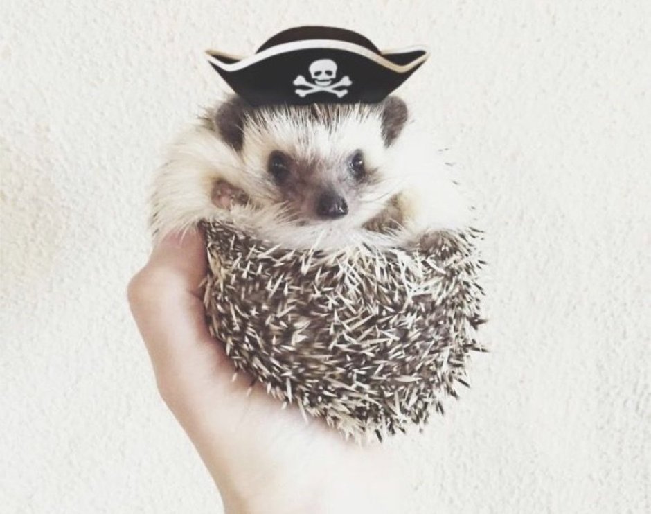Еж в шапке