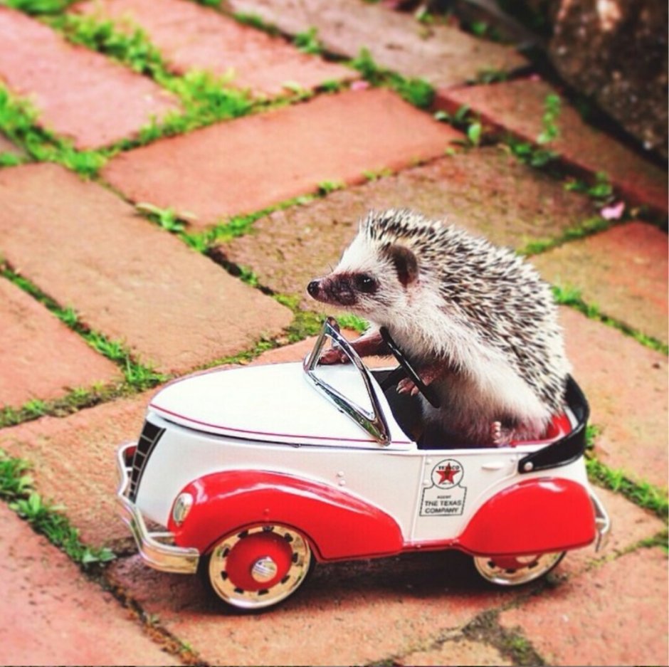 Ежик на авто