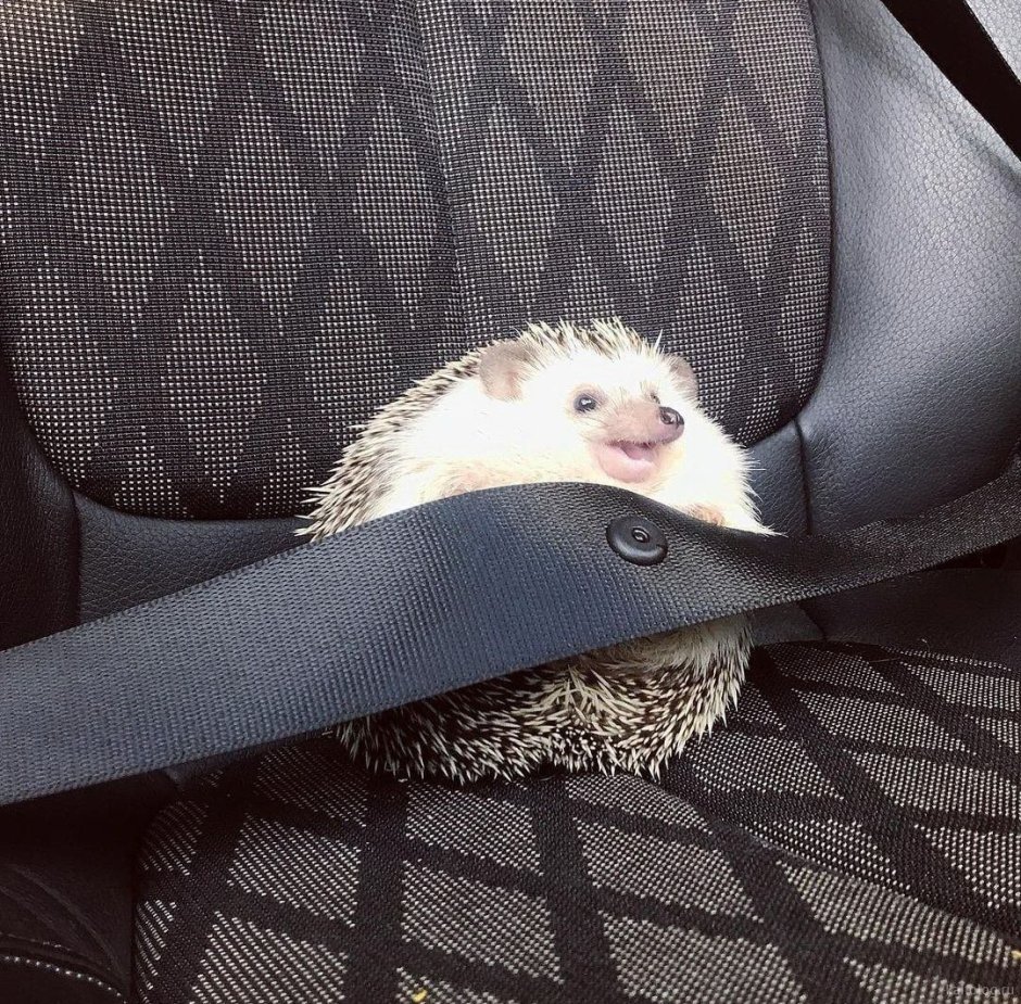 Пристегнутый Ежик в машине