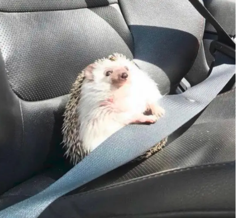 Ежик в машине