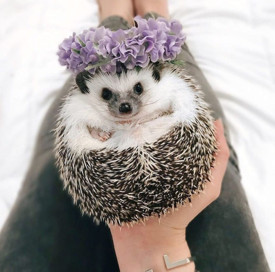 Ёжики милашки