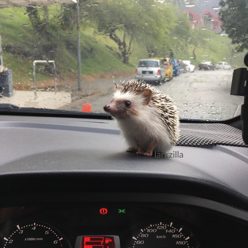 Ежик в машине