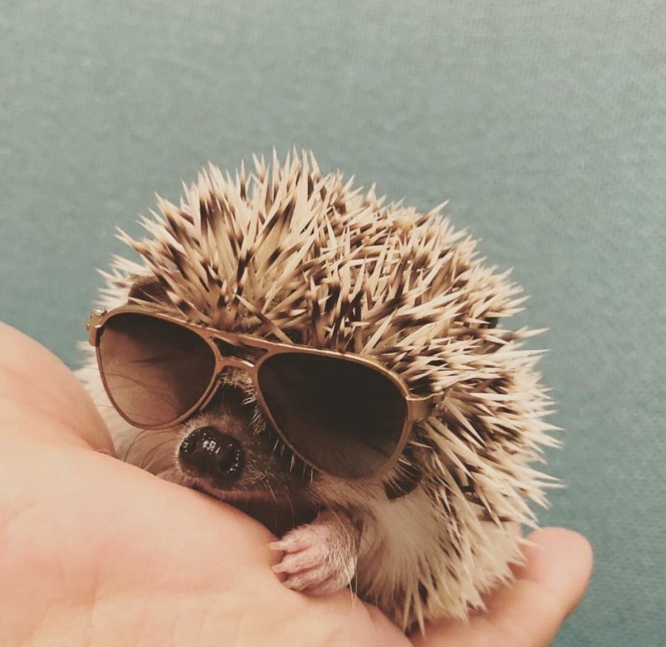 Крутой Ежик в очках