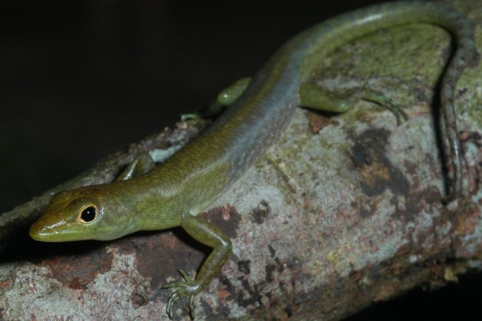 Prasinohaema Virens