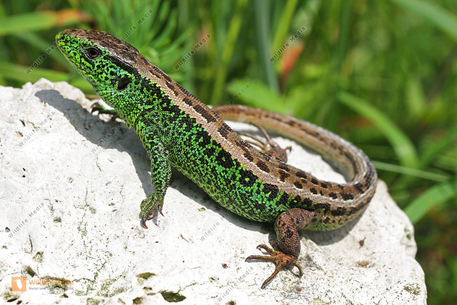 Lacerta bilineata