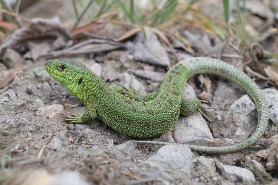 Gonocephalus chamaeleontinus