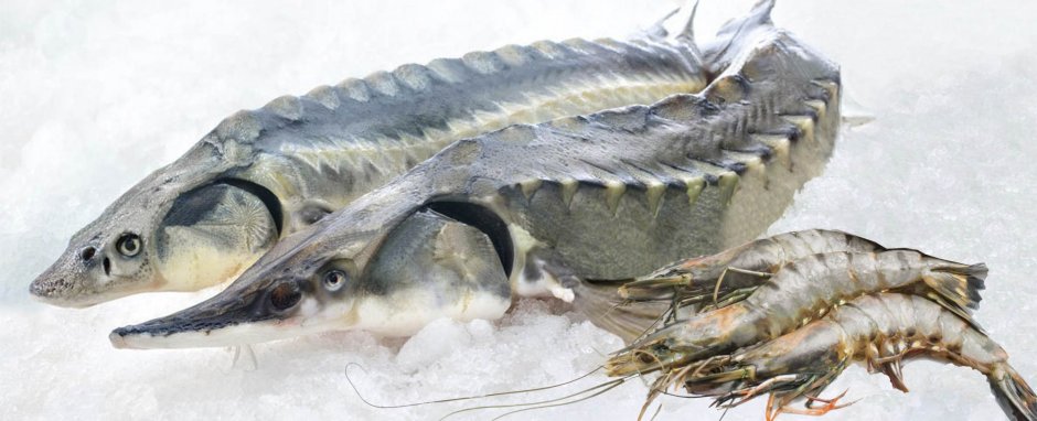 Белый осётр (Acipenser transmontanus)