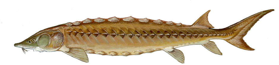 Севрюга – Acipenser stellatus Pallas, 1771