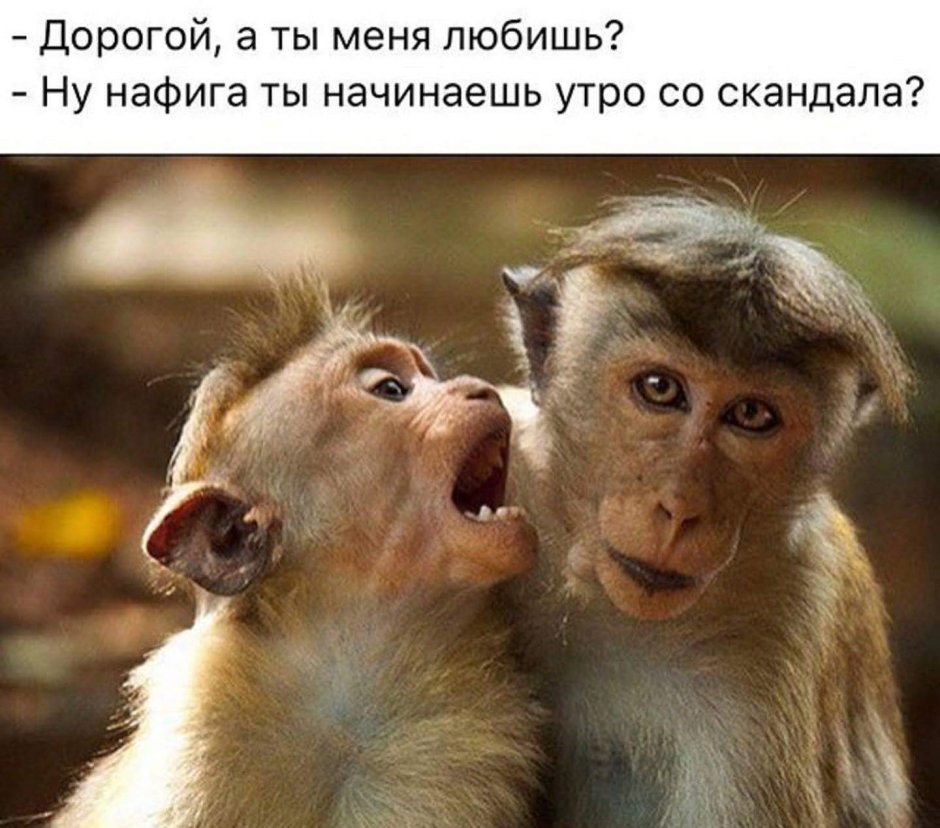 Две шимпанзе