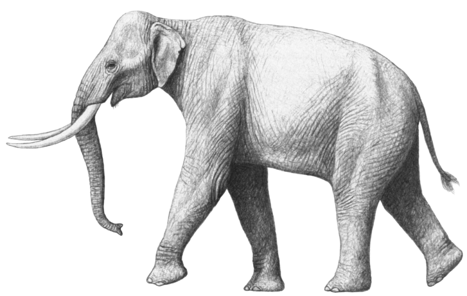Palaeoloxodon recki