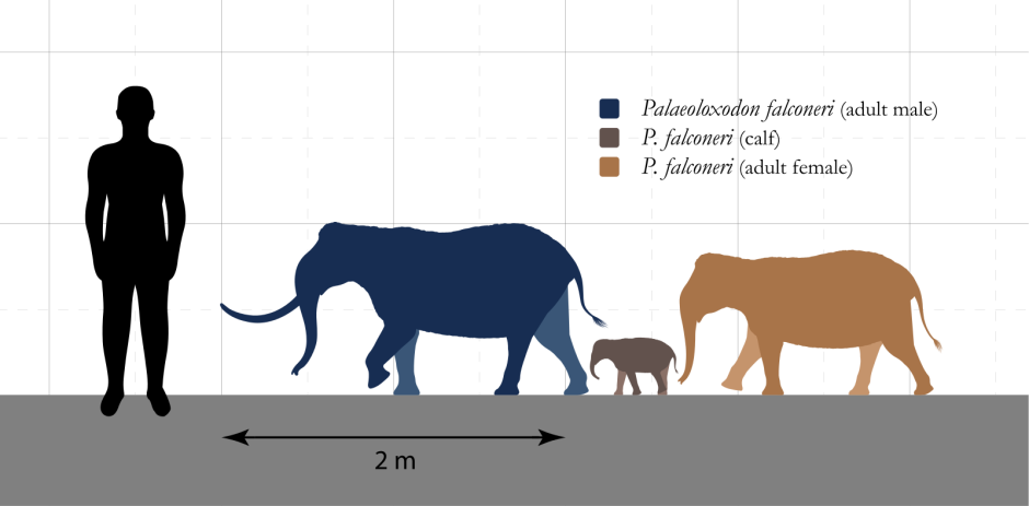 Palaeoloxodon naumanni