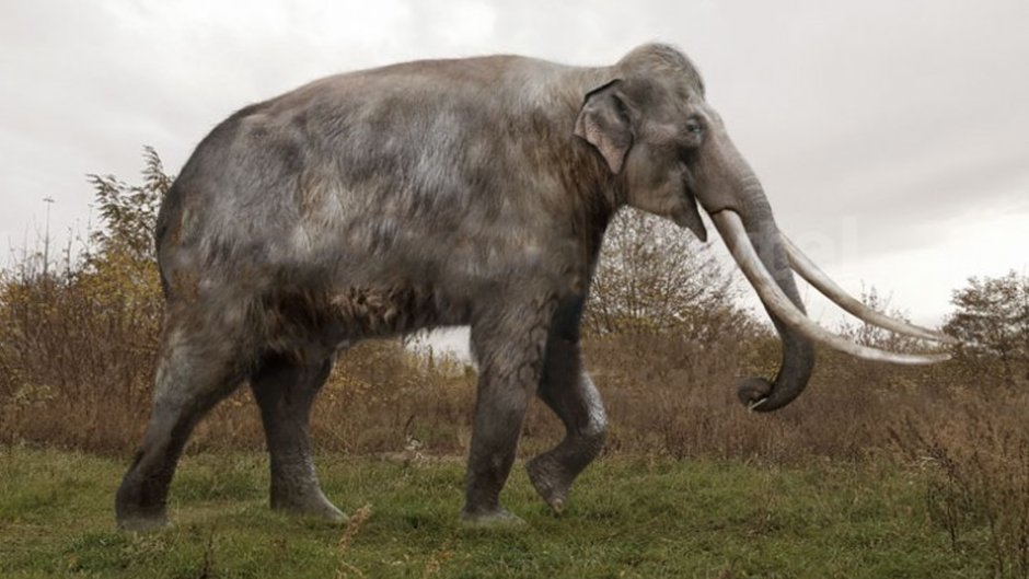 Palaeoloxodon recki размер